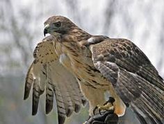 a hawk is perched on top of a glove