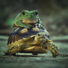 a frog sitting on top of a turtle