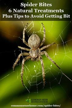 spider bites 6 natural treatments plus tips to avoid getting bitten