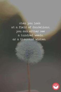 a dandelion with the quote when you look at a field of dandelions, you can either see a hundred weeds or a thousand wishes