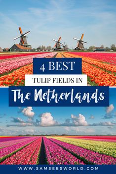 tulip fields in holland with text overlay reading 4 best tulip fields in the netherlands