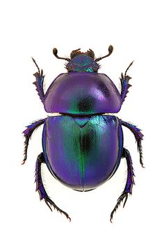 an image of a purple beetle on white background