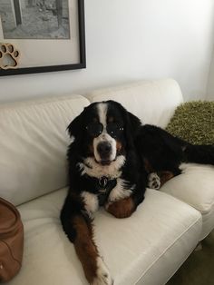 a black and brown dog laying on top of a white couch next to a purse