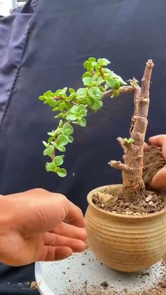 two hands are holding a small potted plant