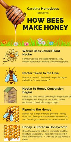 diagram how bees make honey step by step How Bees Make Honey, Honey Bee Facts, Bee Themed Classroom, Preschool Art Projects, Worker Bee, Bee Colony, Purple Turtle