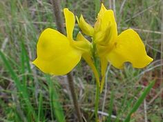 a yellow flower is growing in the grass