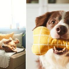 a dog is chewing on a pillow and another photo has a stuffed animal in it's mouth