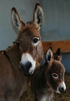 two donkeys are standing next to each other