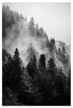 black and white photograph of trees in the fog on a mountain side with low hanging clouds