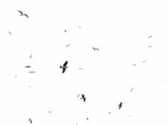 black and white photo of birds flying in the sky