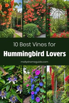 the top 10 best vines for hummingbird lovers to grow in your backyard or garden