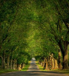 the road is lined with trees and grass on both sides, leading into the distance