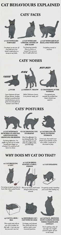 an illustrated poster with cats and their names in black ink on white paper, showing the different types of cats that can be seen here