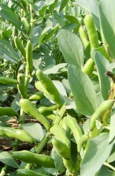 peas are growing in the middle of a field with leaves on it's stems