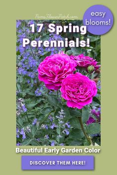 pink roses are blooming in the garden with text that reads 17 spring perennials beautiful early garden color