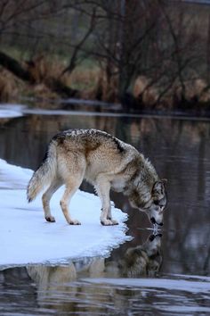 a wolf standing on top of snow covered ground next to a body of water with trees in the background