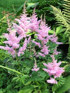 some pink flowers and green plants in the grass