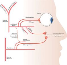 a diagram of the human eye and its major structures, including an occipitus