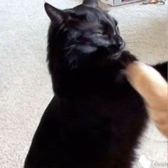 two cats playing with each other on the floor