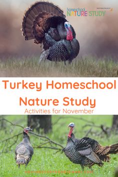 turkey homeschool nature study activities for november