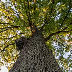 looking up at the top of a large tree