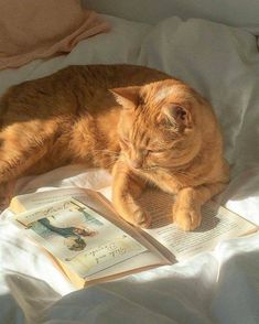 an orange cat laying on top of a bed next to a book and reading glasses