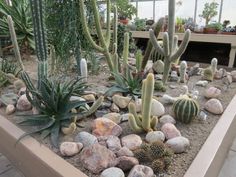 many different kinds of cactus in a potted planter filled with rocks and plants