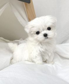 a small white dog sitting on top of a bed