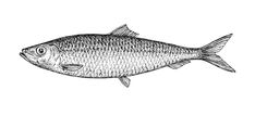 a black and white drawing of a fish