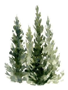 watercolor painting of two evergreen trees on a white background