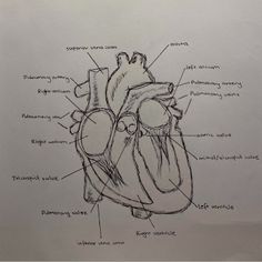 a diagram of the human heart with all its major parts labeled on it's side