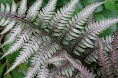 a close up view of some very pretty plants