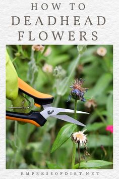 a pair of scissors cutting flowers with the title how to deadhead flowers