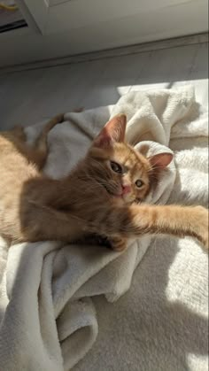 an orange cat laying on top of a white blanket