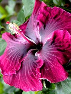 a purple flower with green leaves around it