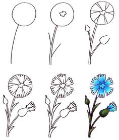 four different types of flowers are shown in this drawing style, each with one blue flower