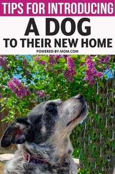 a dog looking up at the sky with text overlay that says tips for introduce a dog to their new home