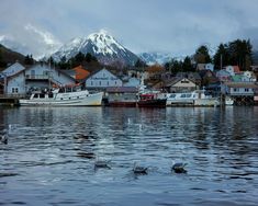 several birds swimming in the water near houses and boats with a mountain in the background