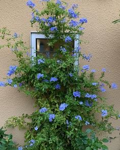 blue flowers growing on the side of a building near a potted plant and window