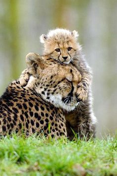 two cheetah cubs are playing with each other in the grass and one is holding on to it's back