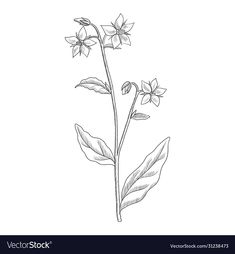 a flower with leaves on a white background