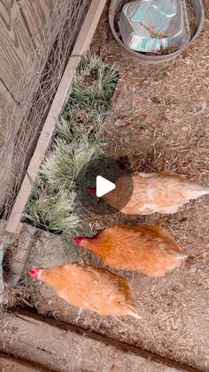 two chickens standing next to each other on the ground