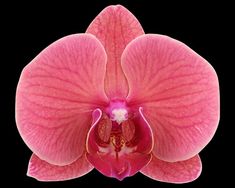 an orchid flower with pink petals on a black background in full bloom, showing the budding and stamen