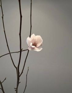 a white flower on a tree branch in front of a gray background with no leaves