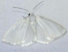 a white moth sitting on top of a white sheet