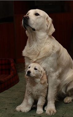 two white dogs sitting next to each other