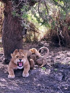 two lions laying on the ground in front of a tree with its mouth wide open