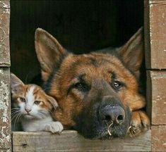 a dog and a cat are looking out the window at each other while one is laying down