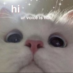 a white cat with big blue eyes and the words hi ur voice is hot above it