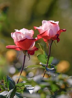 two pink roses with green leaves in the foreground